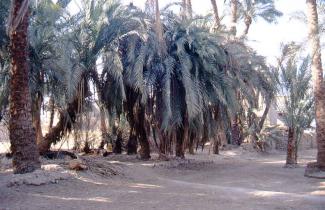 palm gardens 1997 004